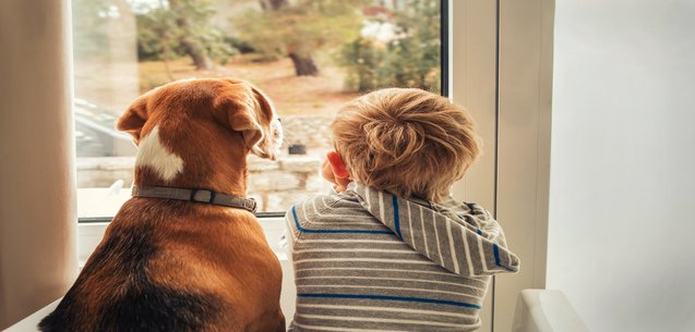 8 ideas para disminuir el estrés de tus mascotas