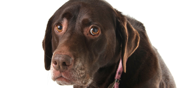 Reduce el estrés de tu mascota por la pirotecnia