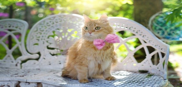 ¿Adoptar un gato adulto? ¡Gran idea!