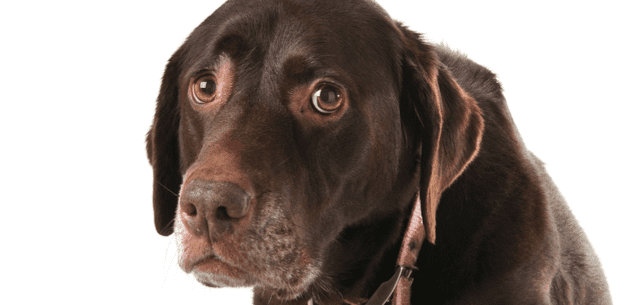 Evita los golpes de calor en tu perro