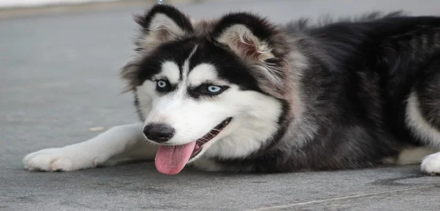 Por qué los siberian husky son tan abandonados