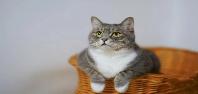 ¿Tu plan de evacuación incluye a tu mascota?