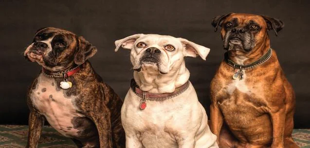 Di no a estos mitos sobre la salud de tu perro