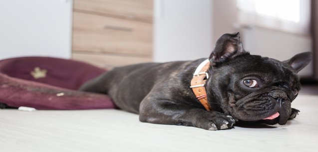 Cómo tener una oficina en casa petfriendly