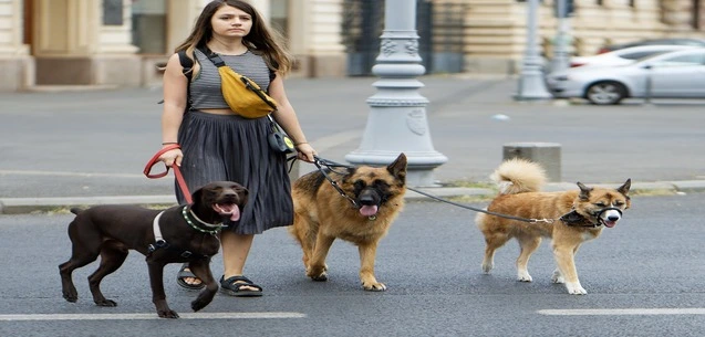 Ya funciona el padrón de paseadores de perros en CDMX