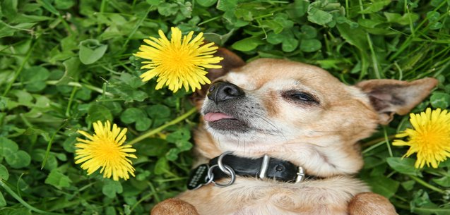 Cuida a tus mascotas en la temporada de lluvia
