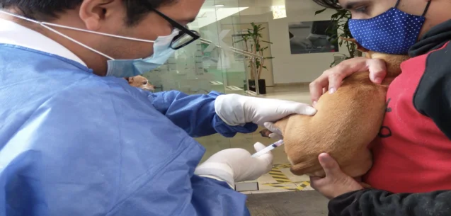 Vacunación gratuita para tu mascota: bienestar para la familia