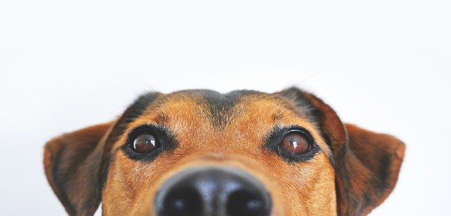 ¡Elige al mejor veterinario para tu perro!