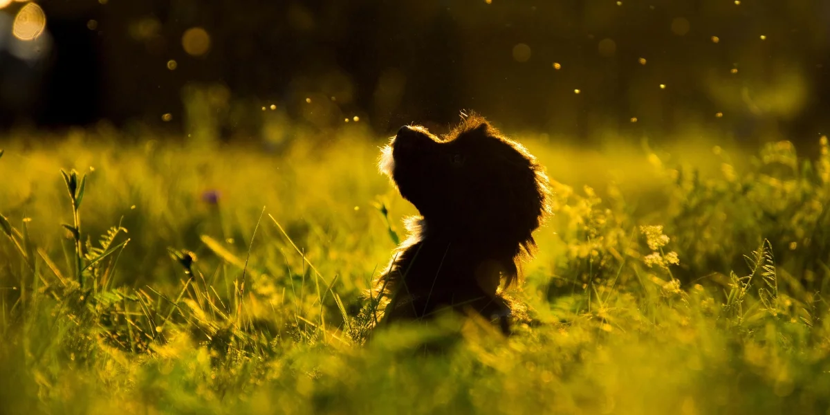 ¡Alerta abejas! protege a tu mascota