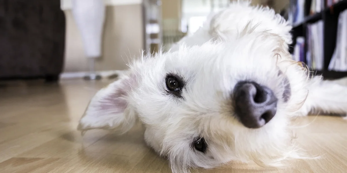 Ley de Vivienda CDMX 2025, ¿qué significa para familias con mascotas?