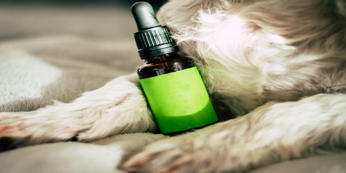 CBD para mascotas, lo que debes saber sobre esta terapia alternativa