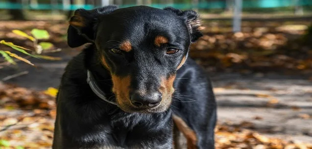 ¿Chip para tu mascota? lo que debes saber