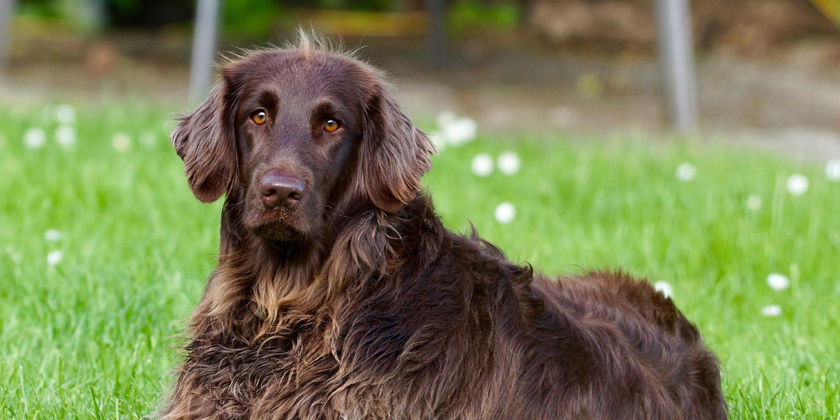 ¡La piel de tu perro, un reflejo de su salud!