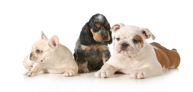 Conoce más de la diabetes canina