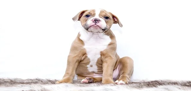 Mitos y realidades de la esterilización de mascotas