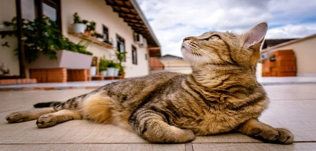 Cómo cuidar a tus mascotas de la ceniza volcánica