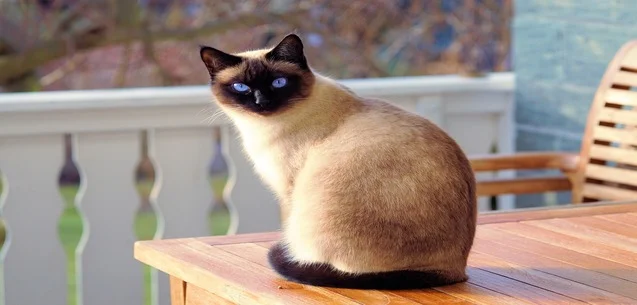 Cómo mantener a los gatos frescos en temporada de calor