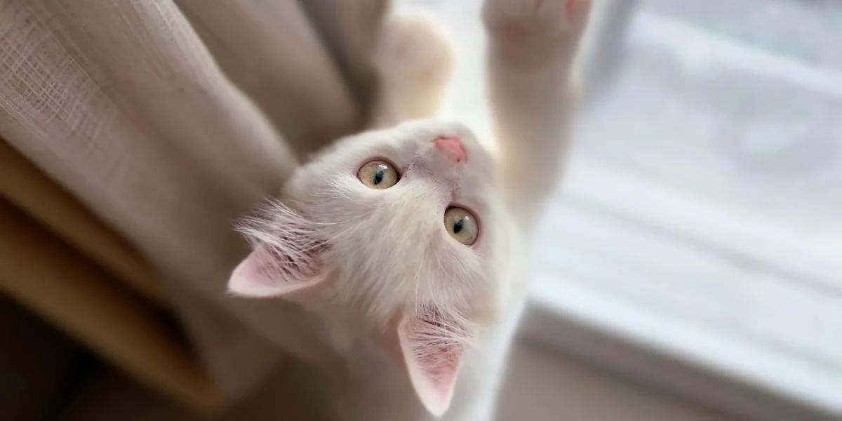 El síndrome del gato paracaidista aumenta en verano