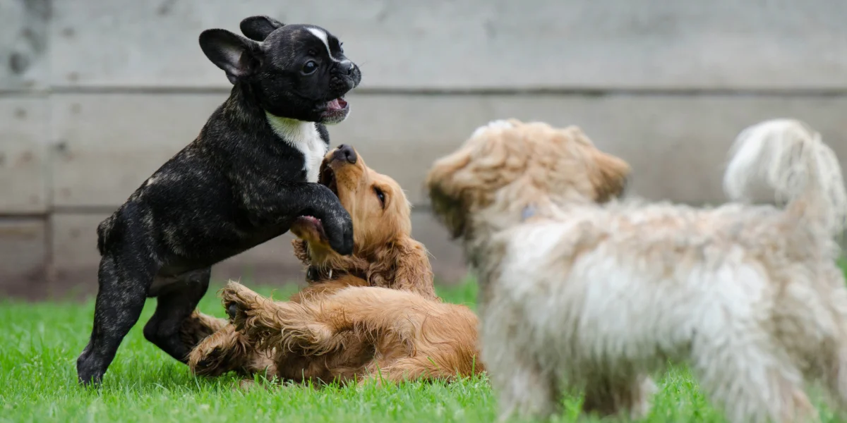 De pensión canina a centro de bienestar