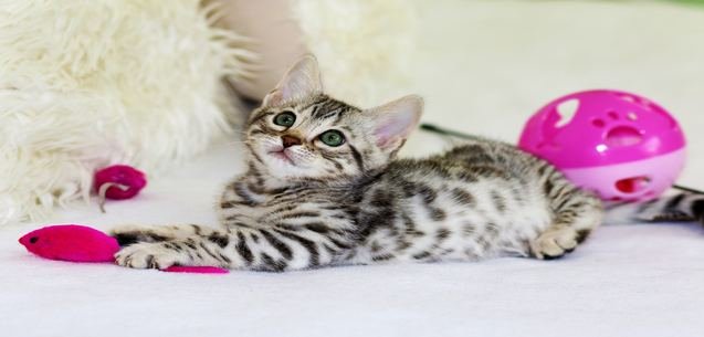Divierte a tu gato mientras no estés en casa