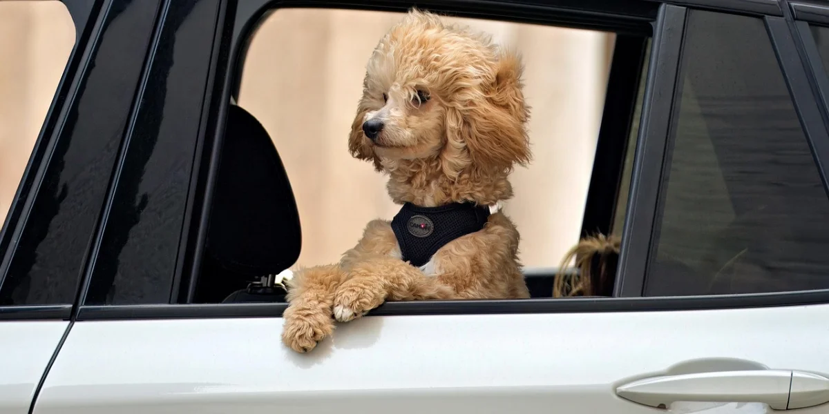 Cómo evitar que tu mascota se maree en el coche 