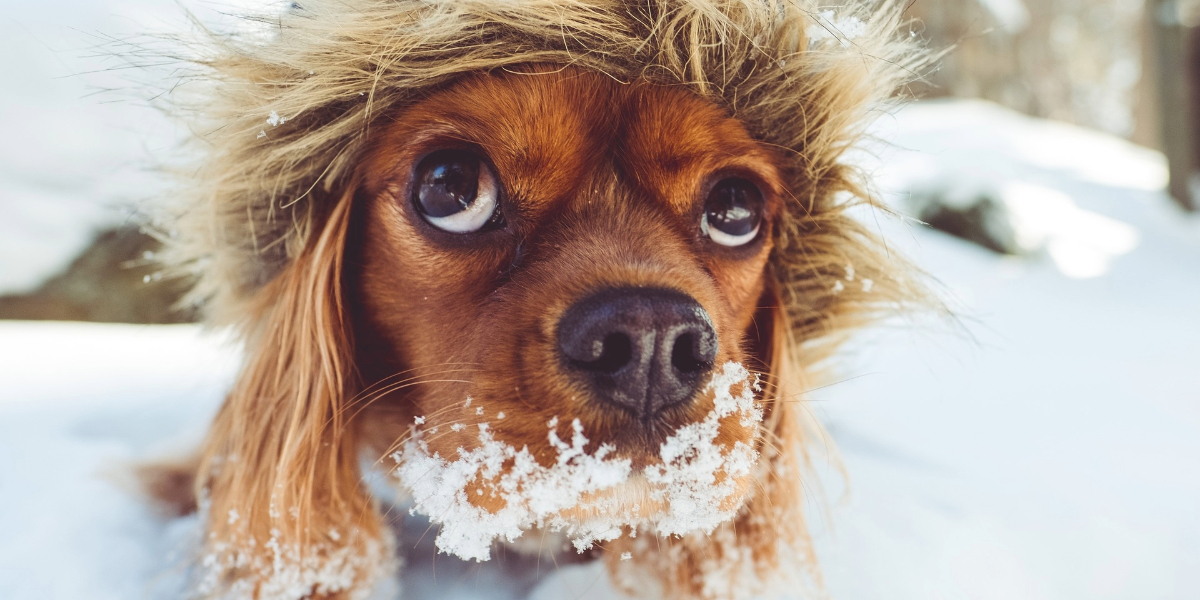 Aspectos nutricionales para tus mascotas durante el invierno