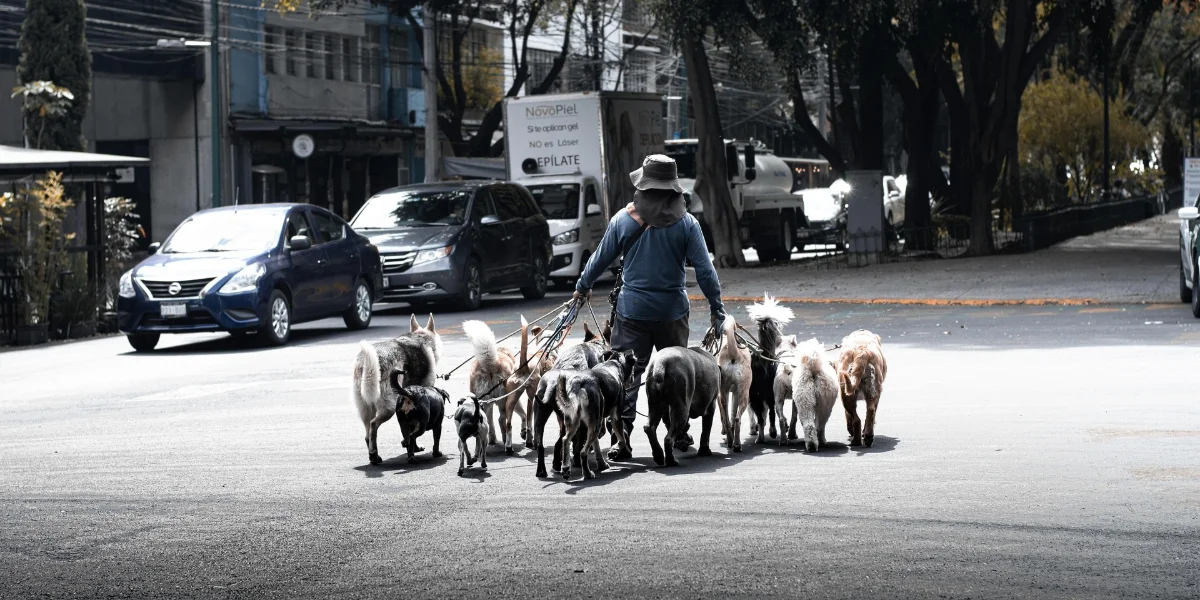 La importancia de la certificación para paseadores de perros