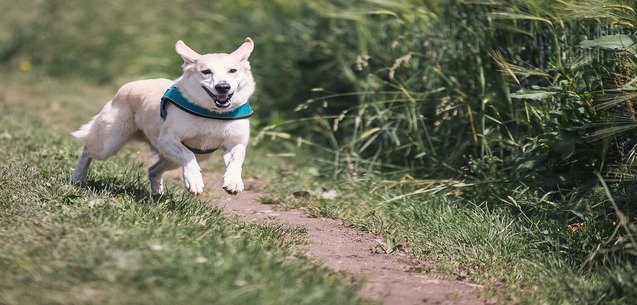 5 acciones para poner a tu perro ¡en forma!
