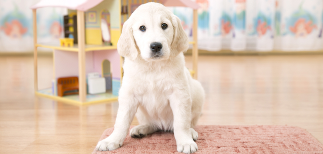 Elige la mejor guardería para tu perro