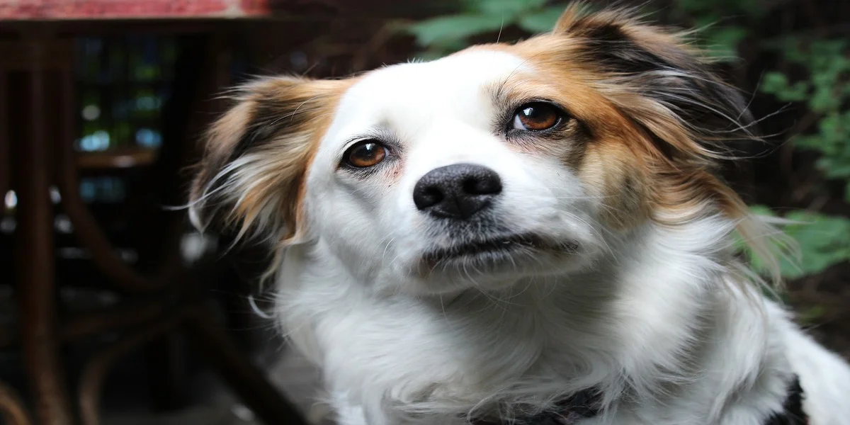 Síndrome de Disfunción Cognitiva, ¿un seguro de mascotas lo cubre?