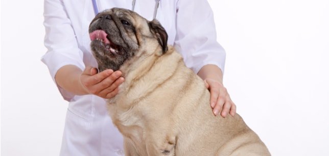 Las razas de perros con más padecimientos