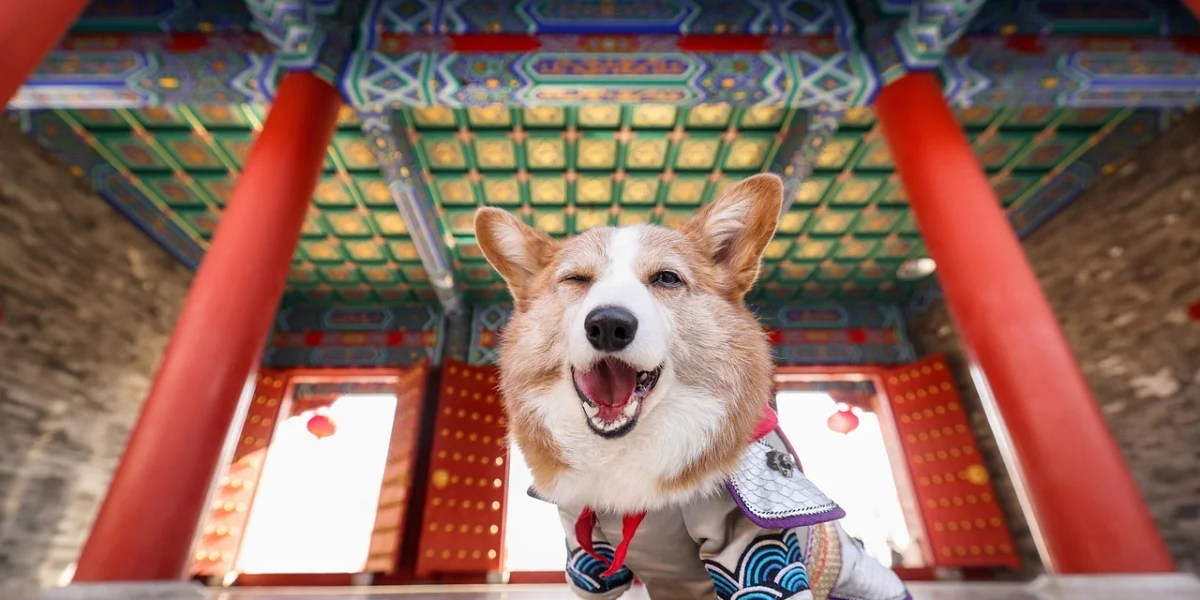 Gestión de espacios pet friendly en el sector servicios