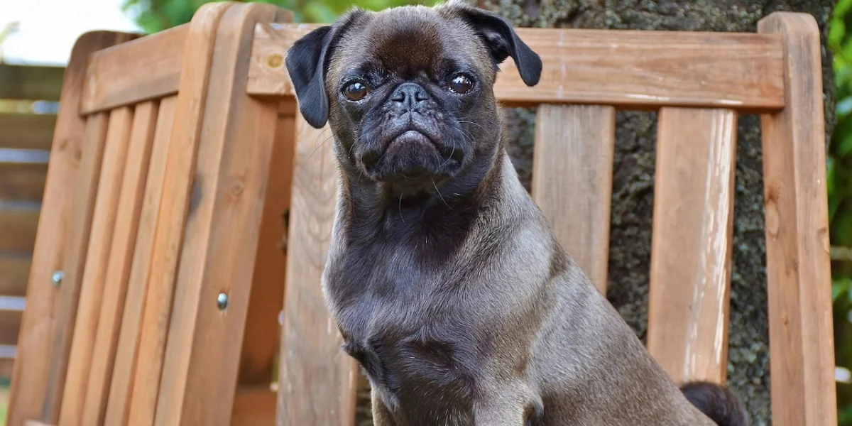 Preguntas clave para evaluar la seguridad de una pensión canina