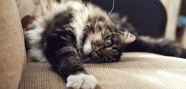 Calma el comportamiento agresivo de tu gato